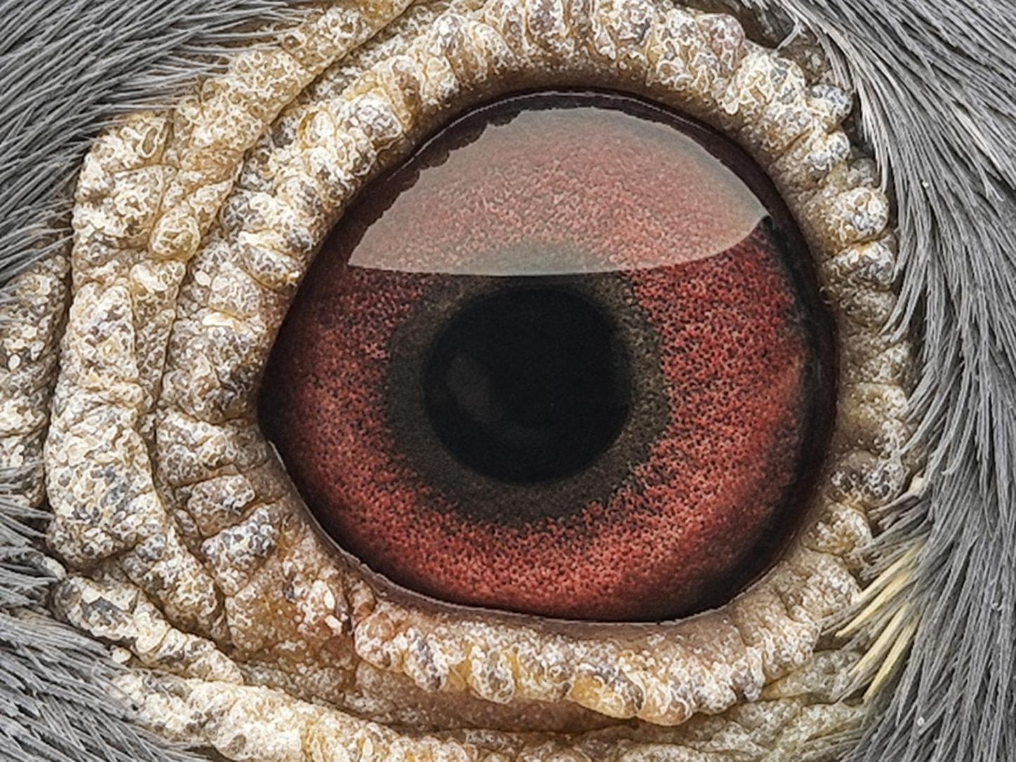 Pigeon eye